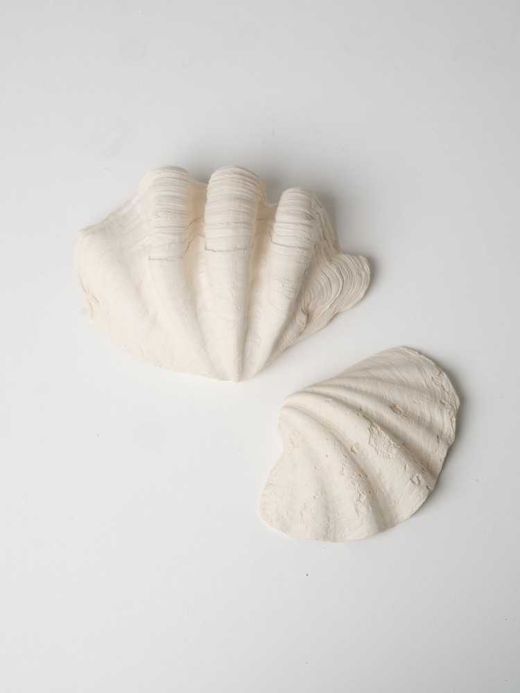 Coquillage
