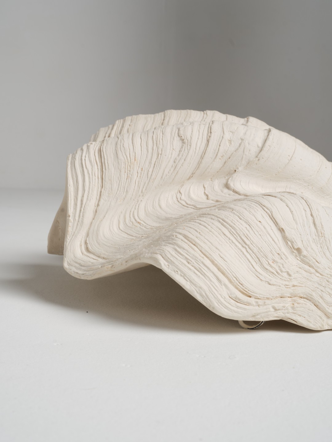 Grand Coquillage