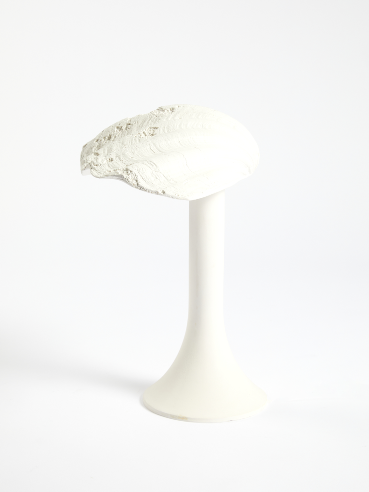 Coquillage